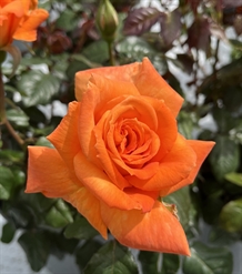 'Flora Danica' - Storblomstret rose